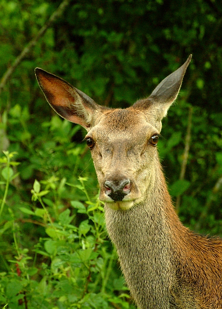 PASSIONE PER IL CERVO